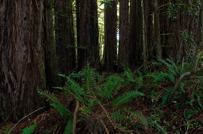 redwood grove2010d07c028.jpg